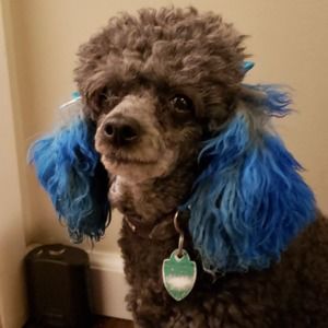 Meet your Posher, Debb